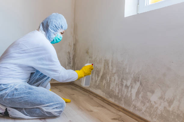 Licensed Mold Remediation service in Michigan, MI - 24 Hour Mold Removal